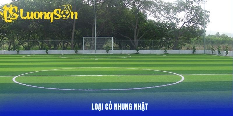 loại cỏ trồng sân bóng đá