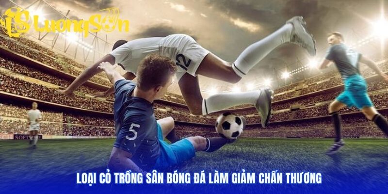 Loại cỏ trồng sân bóng đá làm giảm chấn thương