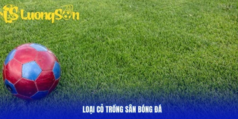 Loại cỏ nhung Nhật được ưa chuộng