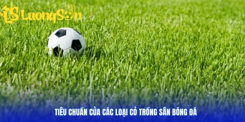 Cỏ sân đá phải đáp ứng được tiêu chuẩn cao